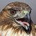 Red-tailed Hawk